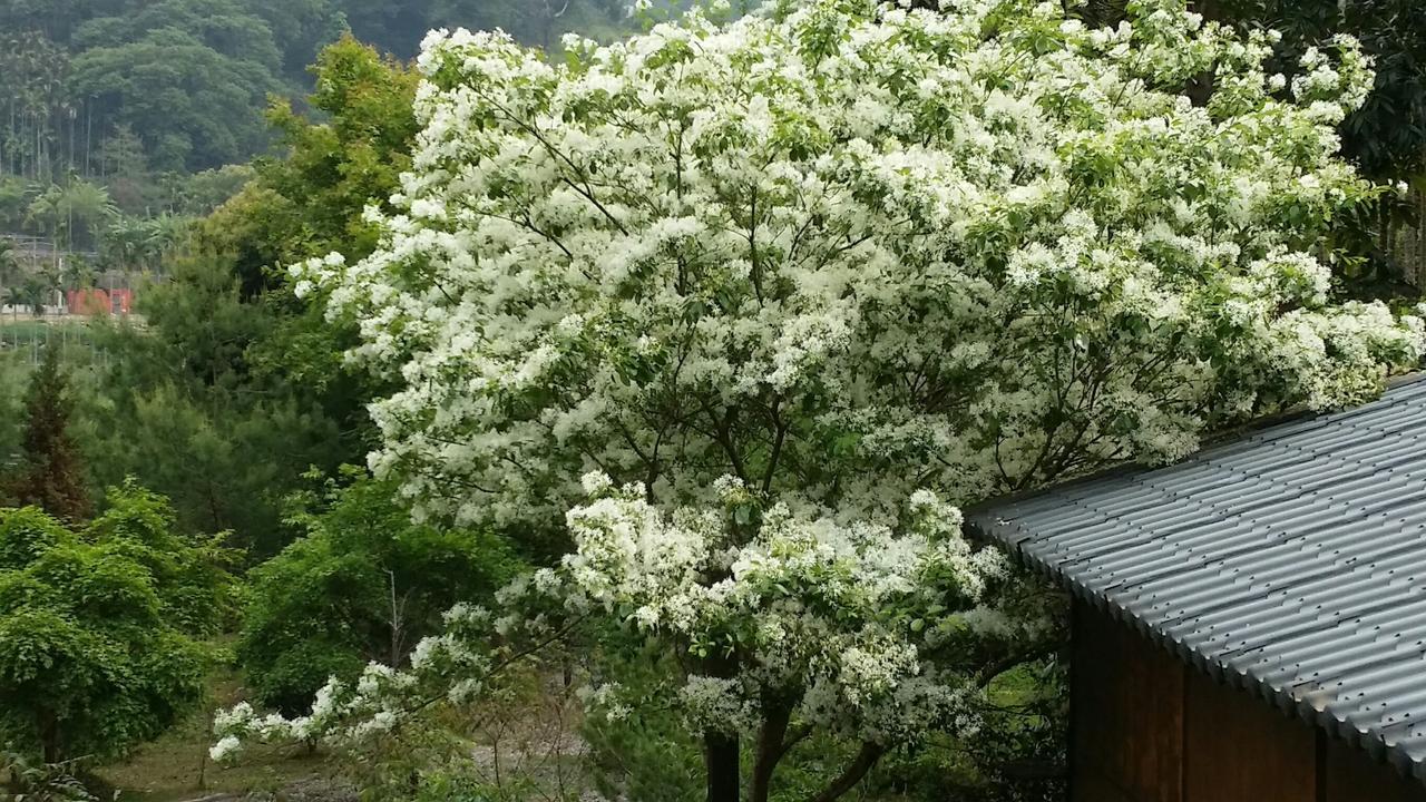 Bright Moon Homestay 東勢区 エクステリア 写真